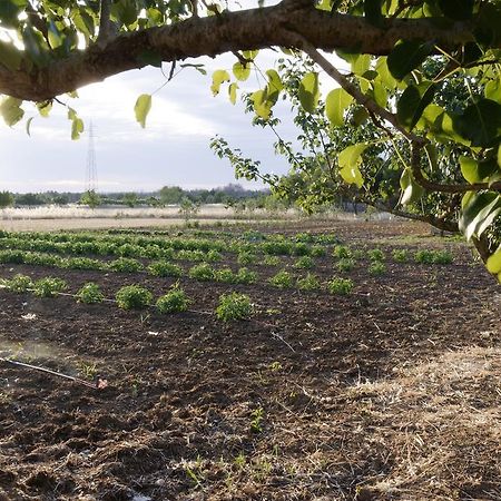 奥利吉欧Agrimat Salento Sas别墅 外观 照片