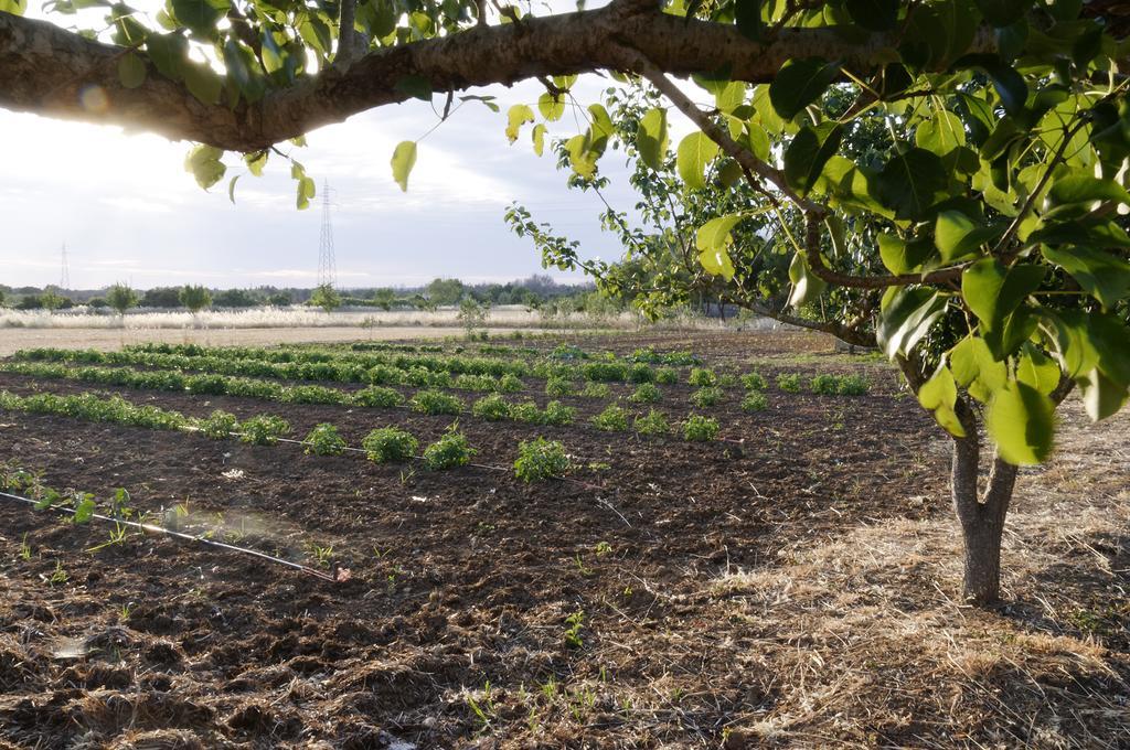 奥利吉欧Agrimat Salento Sas别墅 外观 照片